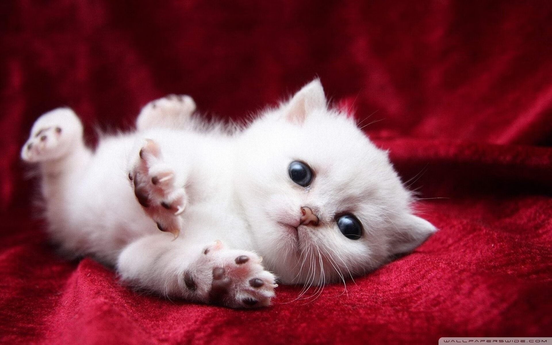 银箭与黑马，汉密尔顿的王者之路与威廉姆斯的绝地反击