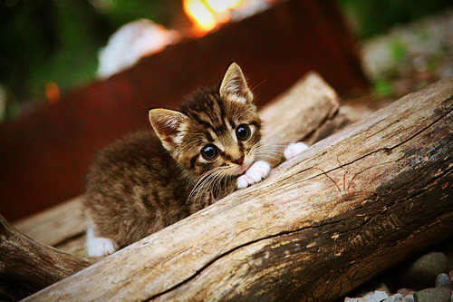 荷兰一波掀起进攻狂潮，弗拉霍维奇扮演关键先生一锤定音