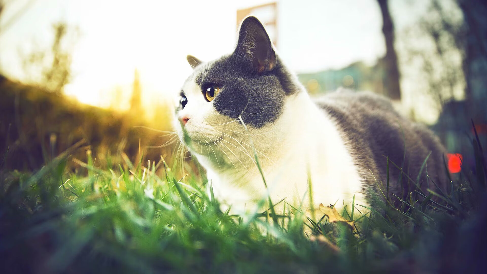 速度与魔法，霍勒迪的双重统治—从篮球场到赛车场