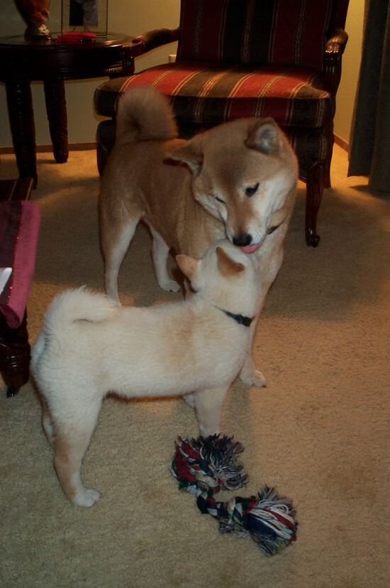 冰与火之歌，阿尔瓦雷斯焦点战自证，克罗地亚闷平冰岛藏暗涌