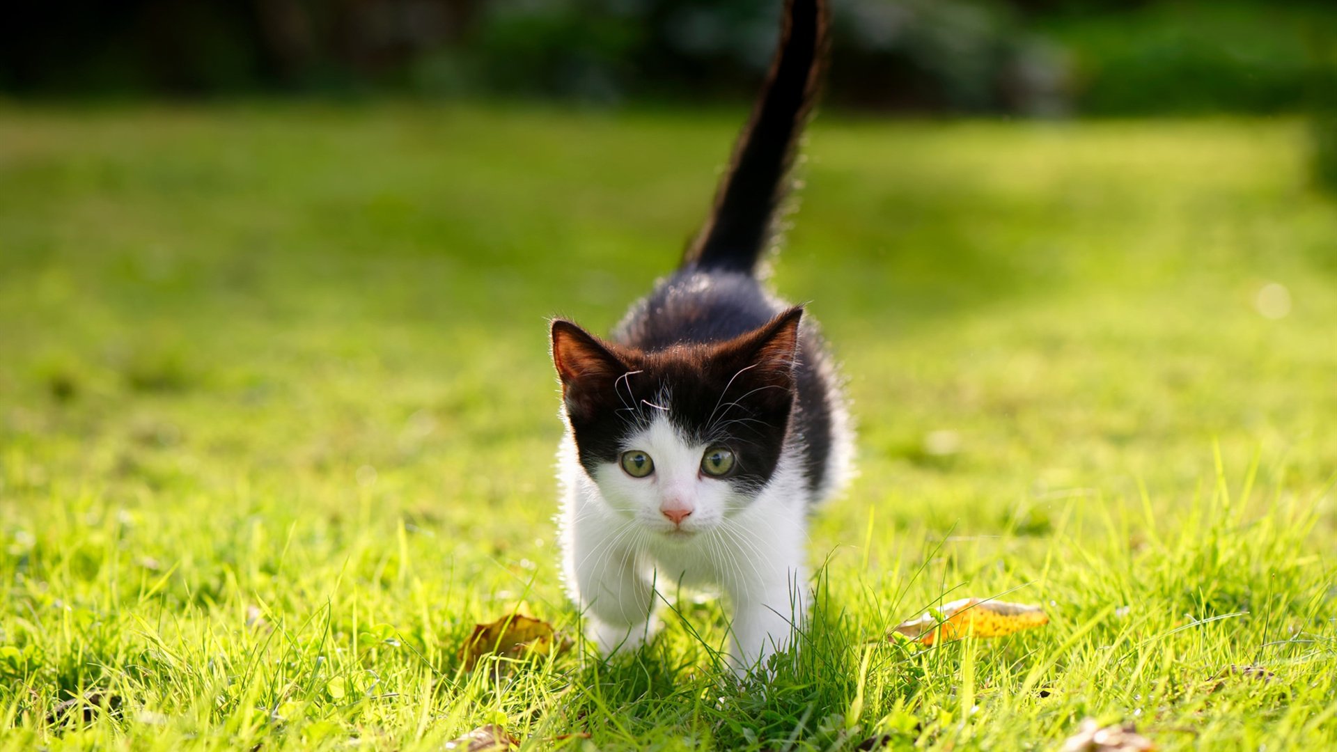 2026世界杯之夜，当冠军的意义超越了奖杯