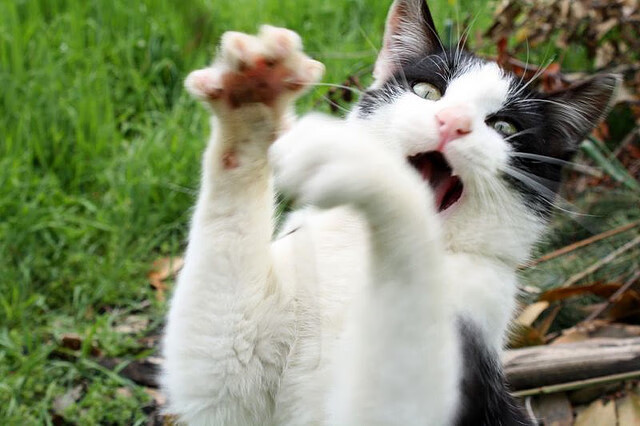 逆流，灰熊单节拉开凯尔特人，文班亚马用一场比赛预告未来