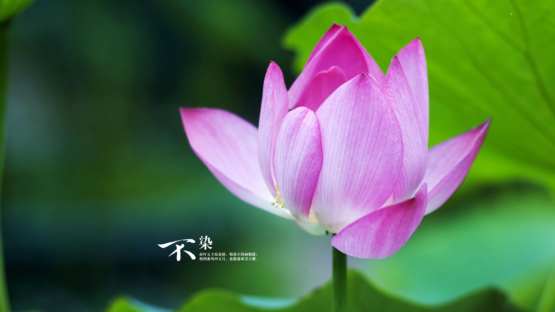 安达卢西亚的烈焰，伯纳乌的掌控，足球世界里的两种狂想曲