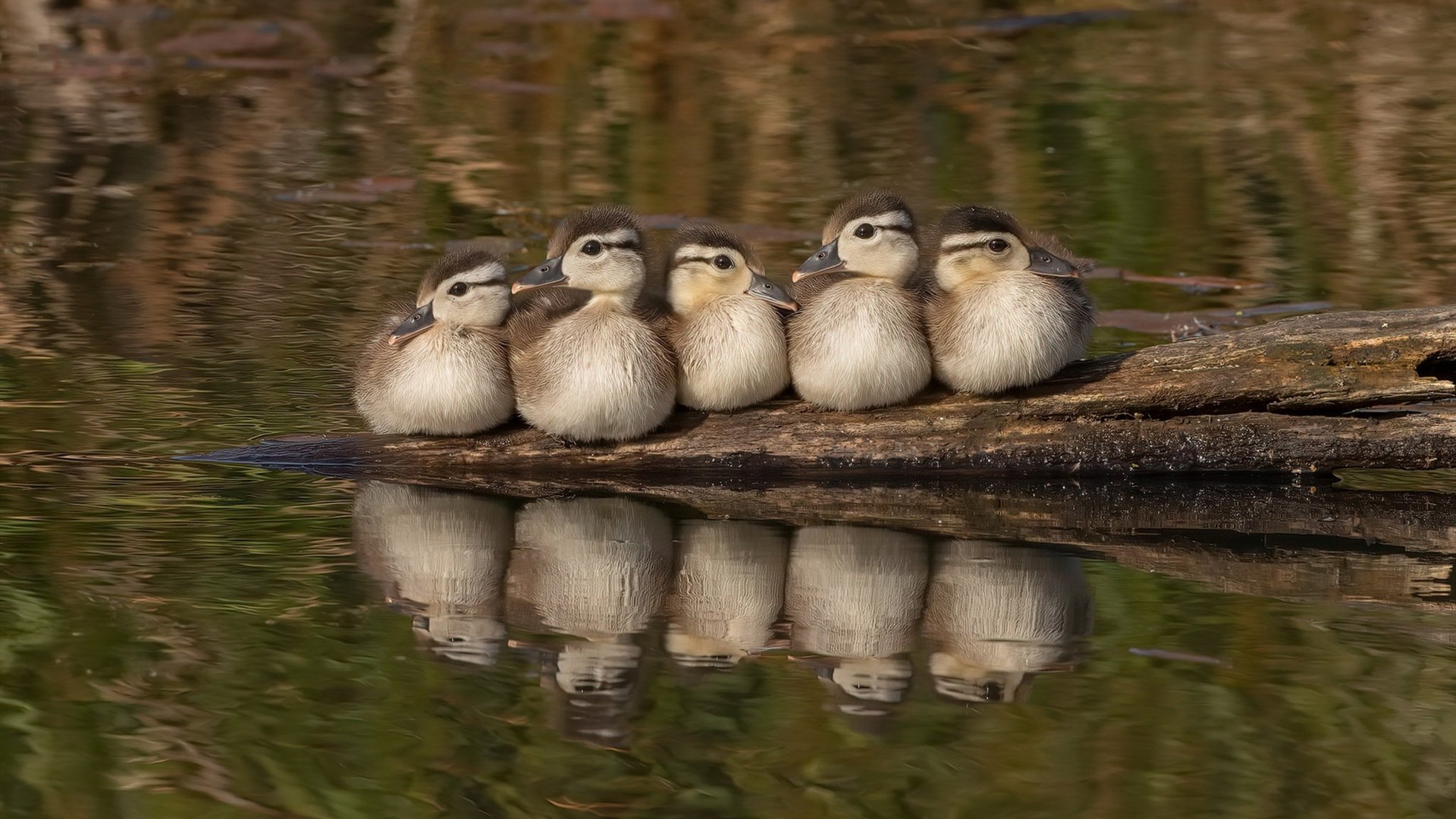 撕裂时空的对决，F1巴林揭幕战之夜与篮球场上不可阻挡的拉梅洛
