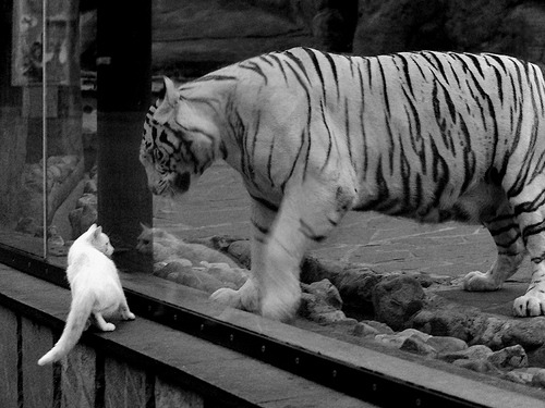 当足球的惊雷劈进赛车场，迪巴拉的F1首胜与一场横跨太平洋的蝴蝶效应