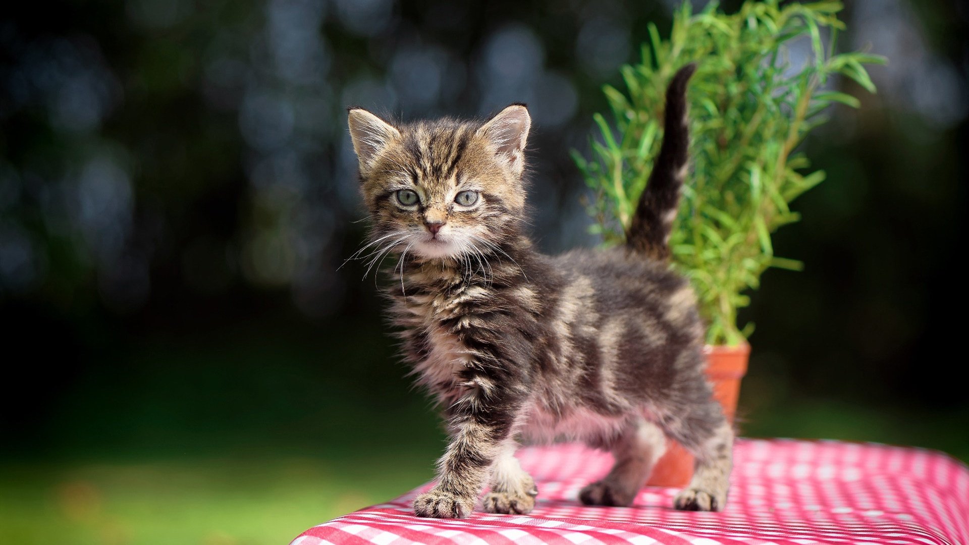 库里教科书表现闪耀赛场，老鹰队力克北京队夺胜