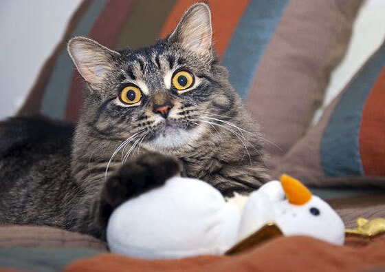 铁壁与艺术家,广厦节奏掌控奇才,英格拉姆令比赛提前失去悬念