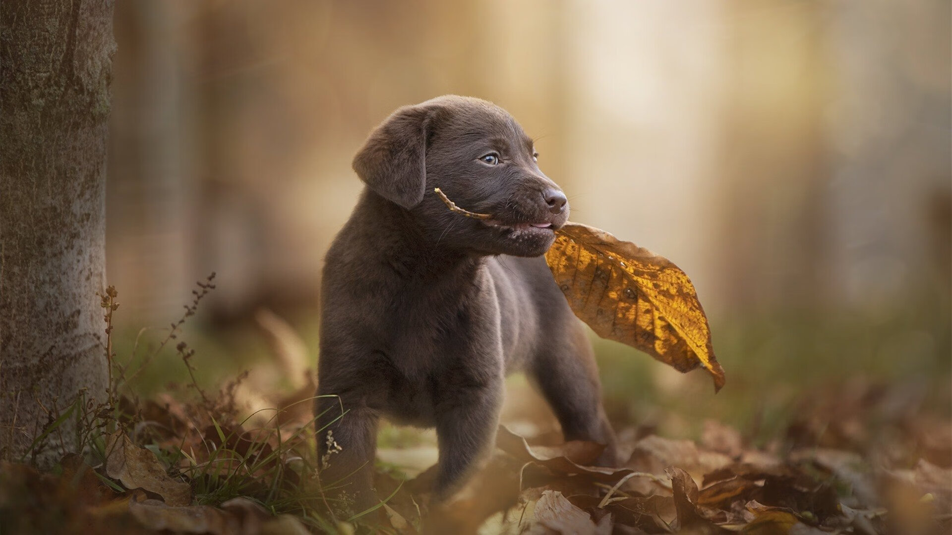 剑锋所指,逆袭导演,伊萨克只手擎天击溃尼斯